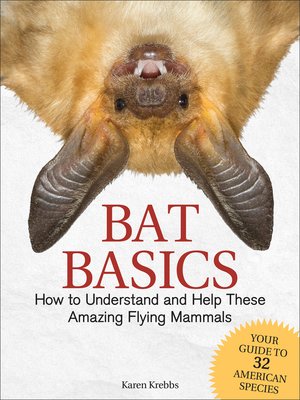 cover image of Bat Basics